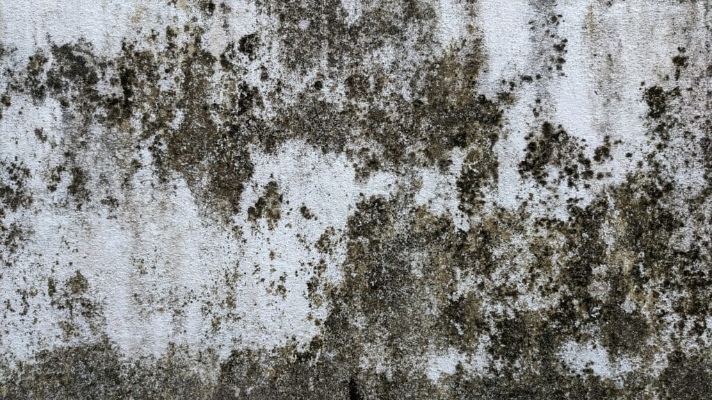 Wall covered in mold, definitely not a mold resistant home
