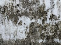 Wall covered in mold, definitely not a mold resistant home